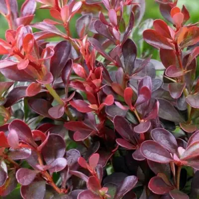 Барбарис АТРОПУРПУРЕА НАНА тунберга в Гомеле