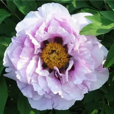 Пион СИНИЙ САПФИР древовидный в Гомеле