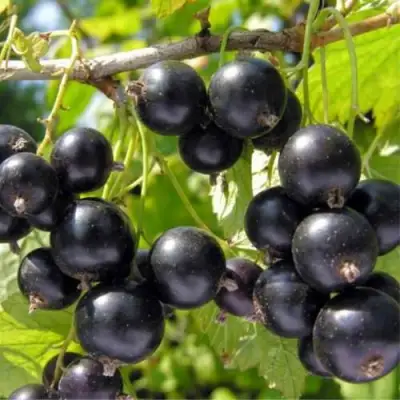 Смородина черная ОРЛОВСКИЙ ВАЛЬС в Гомеле