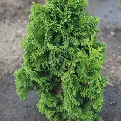 Туя ЗМАТЛИК западная в Гомеле