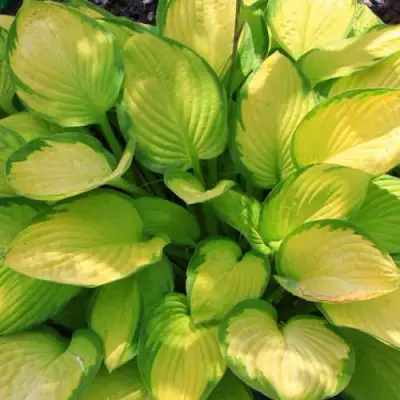 Хоста ГОЛД СТАНДАРТ Форчуна в Гомеле