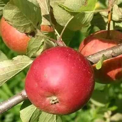 Яблоня ПОСПЕХ в Гомеле