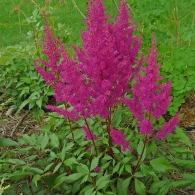 Астильба ЭЛИЗАБЕТ ВАН ВИН японская в Гомеле