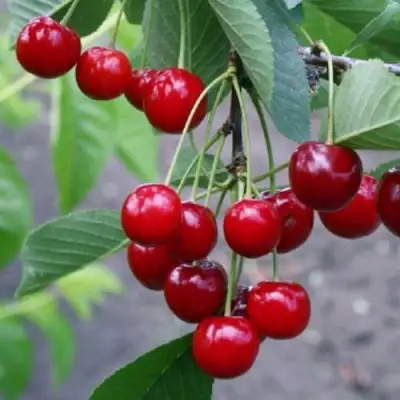 Вишня ЗАРАНКА в Гомеле