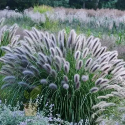 Пеннисетум БЛЭК БЬЮТИ в Гомеле