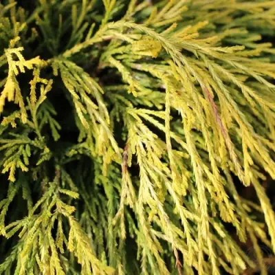 Кипарисовик ГОЛДЕН МОП горохоплодный в Гомеле