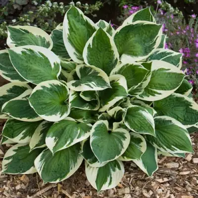 Хоста КАРИН гибридная в Гомеле