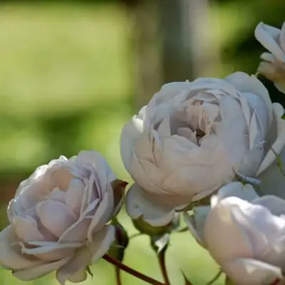 Роза ГРИЗЕЛИС шраб в Гомеле