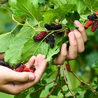 Шелковица ГАЛИЦИЯ в Гомеле