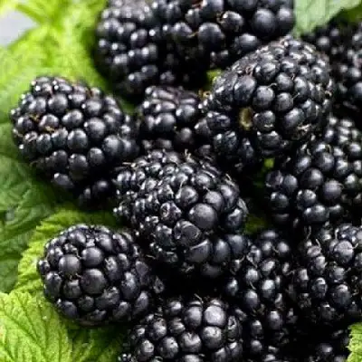 Ежевика БЖЕЗИНА бесшипная  в Гомеле