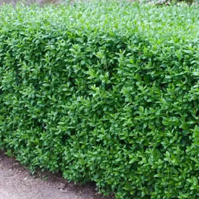 Бирючина обыкновенная АТРОВИРЕНС в Гомеле