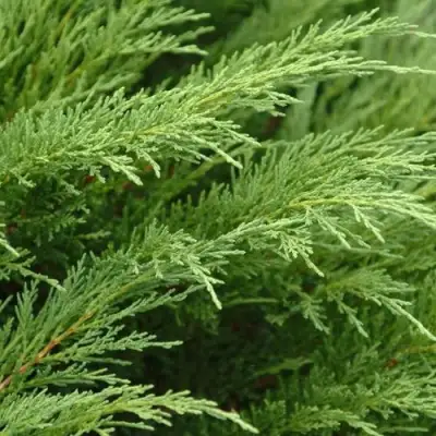 Можжевельник ТАМАРИСЦИФОЛИЯ казацкий  в Гомеле