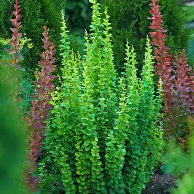 Барбарис ЭРЕКТА тунберга в Гомеле