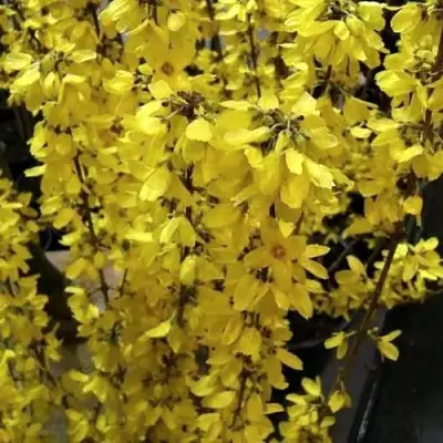 Форзиция ГОЛДРАУШ в Гомеле