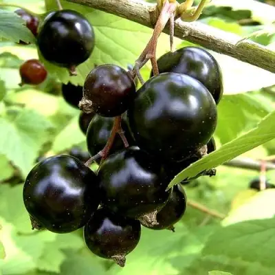 Смородина чёрная ШАРОВИДНАЯ в Гомеле