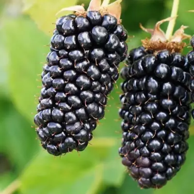 Ежевика КОЛАМБИЯ ГИГАНТ бесшипная в Гомеле