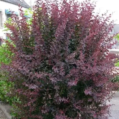 Барбарис АТРОПУРПУРЕА тунберга в Гомеле