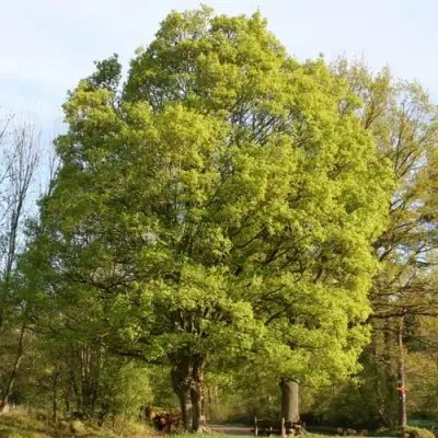 Клен полевой в Гомеле