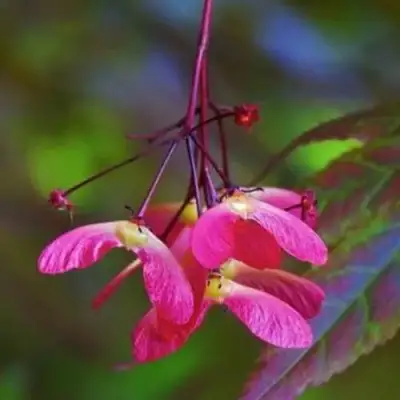 Клен пальмолистный в Гомеле