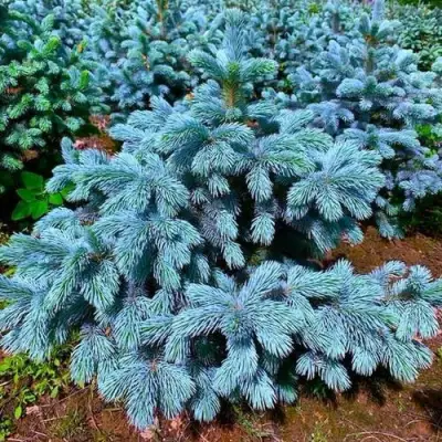 Ель СУПЕР БЛЮ СИДЛИНГ колючая в Гомеле