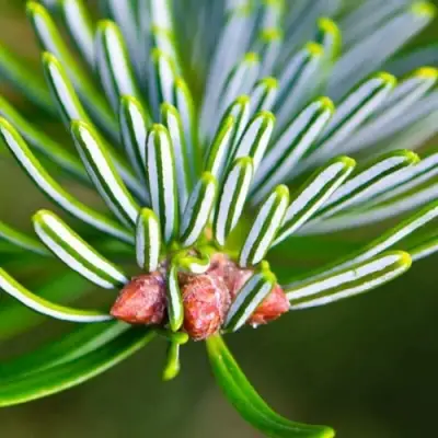 Пихта белая в Гомеле
