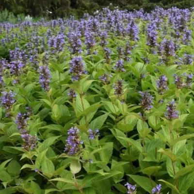 Котовник БЛЮ ДРИМС полусидячий в Гомеле