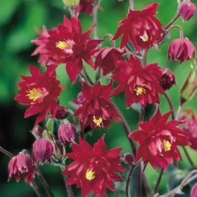 Аквилегия РУБИ ПОРТ обыкновенная в Гомеле