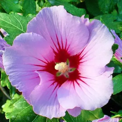 Гибискус ПИНК ФЛИРТ сирийский в Гомеле