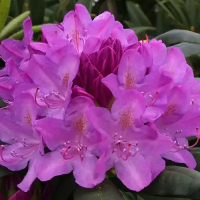 Рододендрон РОЗЕУМ ЭЛЕГАНС в Гомеле