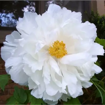 Пион БЕЛЫЙ НЕФРИТ древовидный в Гомеле