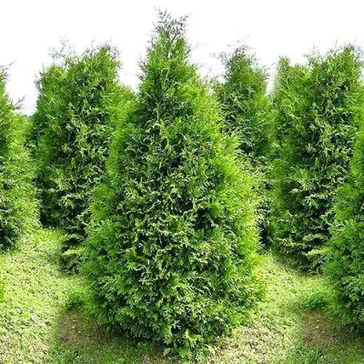 Туя БРАБАНТ западная в Гомеле