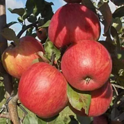 Яблоня ПЕРСИКОВАЯ в Гомеле