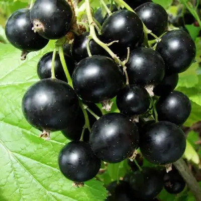 Смородина чёрная ЭКЗОТИКА в Гомеле