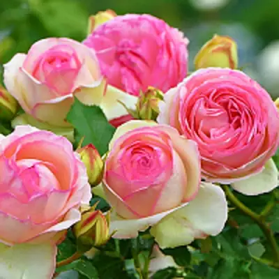 Роза ПЬЕР ДЕ РОНСАР плетистая в Гомеле