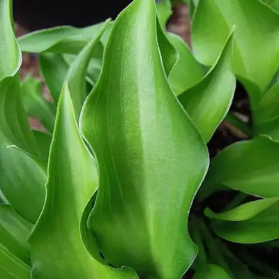 Хоста ГАРРИ ВАН ТРИЕР в Гомеле