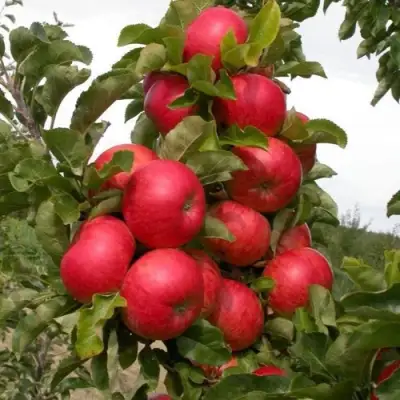 Яблоня ТРАЙДЕНТ колонновидная в Гомеле