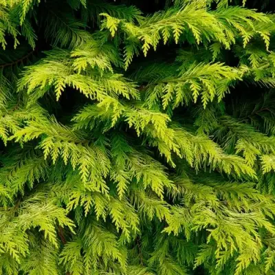 Кипарисовик ГОЛДЕН ВОНДЕР лавсона в Гомеле