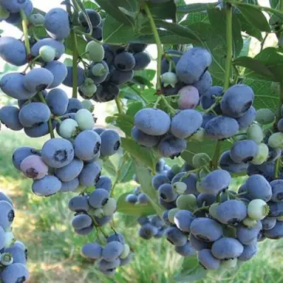 Голубика ЛИБЕРТИ в Гомеле