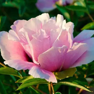 Пион ВРАТА ХРАМА древовидный  в Гомеле