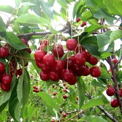 Вишня ТУРГЕНЕВКА в Гомеле
