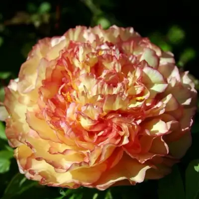 Пион ЗОЛОТАЯ РОССЫПЬ древовидный в Гомеле