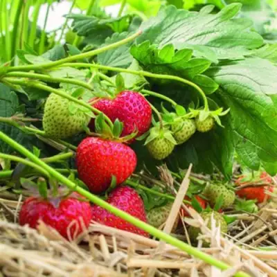 Клубника ЭЛЬСАНТА в Гомеле