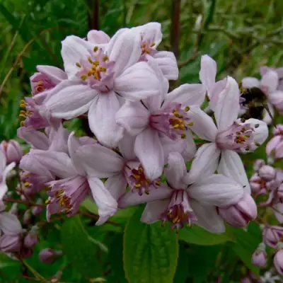 Дейция МОУНТ РОУЗ в Гомеле