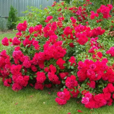 Роза РАДОСТЬ САДОВНИКА (ГАРТЕН ФРОЙДЕ) почвопокровная в Гомеле