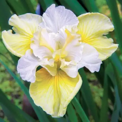 Ирис ЙЕЛЛОУ ТЕЙЛ сибирский в Гомеле