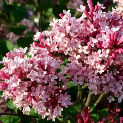 Сирень РЕД ПИКСИ в Гомеле