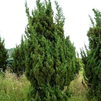 Можжевельник КАЙЗУКА китайский в Гомеле