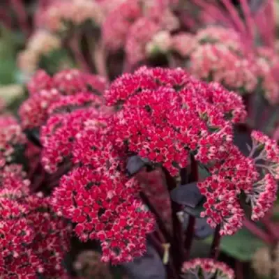 Очиток (седум) РЕД КАУЛИ в Гомеле