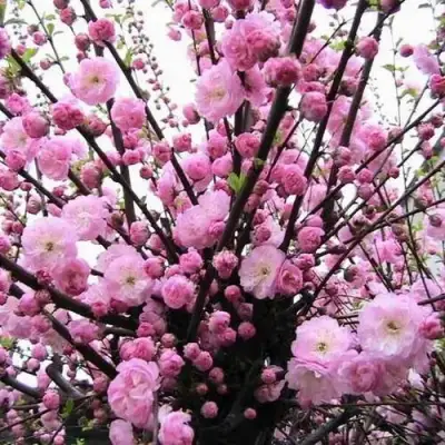 Миндаль ТРЁХЛОПАСТНЫЙ (луизеания) в Гомеле