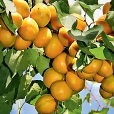 Абрикос БРЯНСКИЙ РАННИЙ в Гомеле